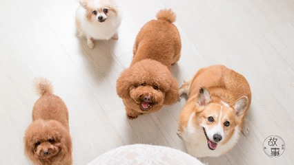token官网下载网址苹果手机