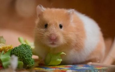 小狐狸钱包github